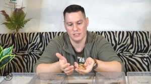 Содержание Молочных и Королевских змей дома