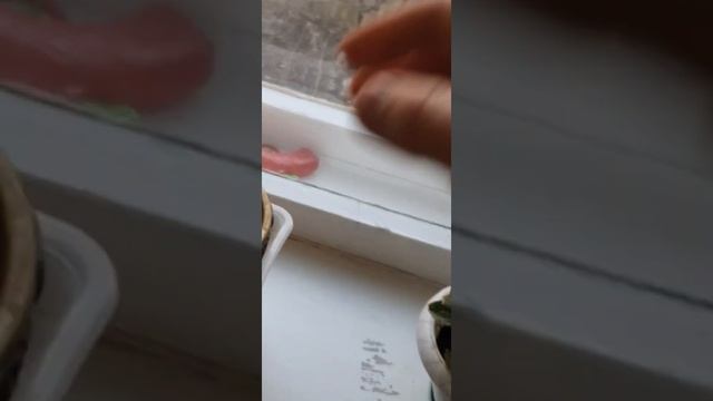 Как вырастить черёмуху