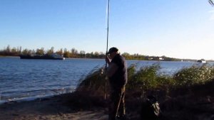 Ловля пеленгаса на Дону. С берега на спиннинг.  Станица Александровская.