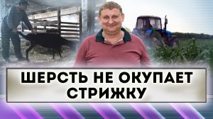 Шерсть не окупает стрижку