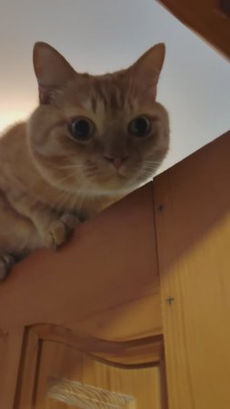 Высоко сижу, далеко гляжу