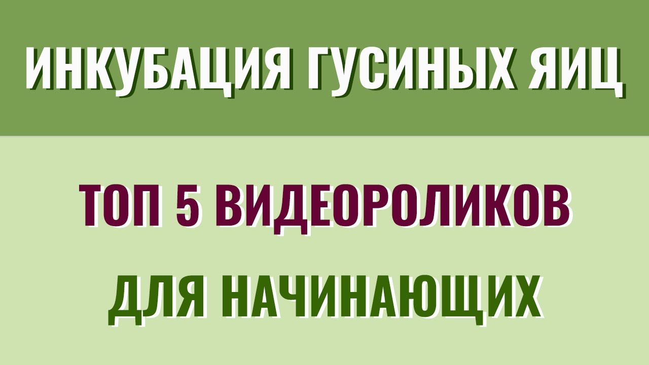 Самые полезные видеоролики об инкубации гусиных яиц для начинающих гусеводов. Топ 5