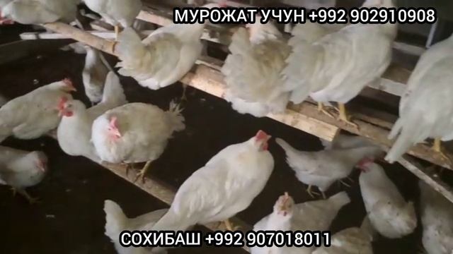Мурги декалб уайт фуруши оптим дона хаст Регар Шахринав