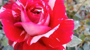 Rock And Roll Rose variety / Julio Iglesias Rose / Rock n roll