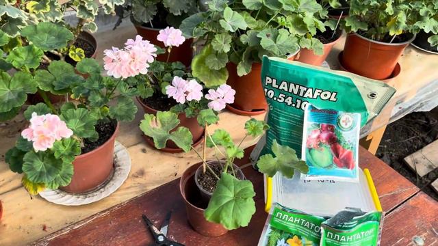 СУПЕР ДОБРИВО для ПЕЛАРГОНІЙ 🔥 смотреть онлайн