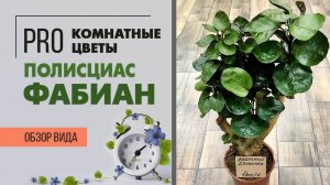Полисциас Фабиан - роскошное комнатное деревце.  Неприхотливое декоративно лиственное растение.
