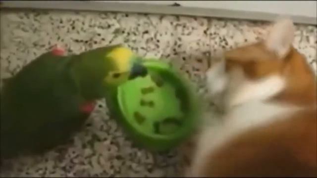 Кот не понял юмора смотреть онлайн