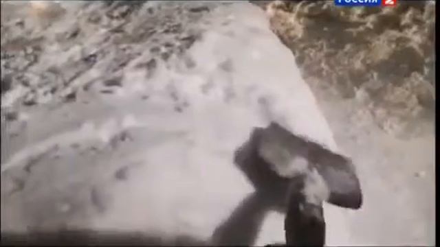 Рейтинг Баженова. Где собака порылась.