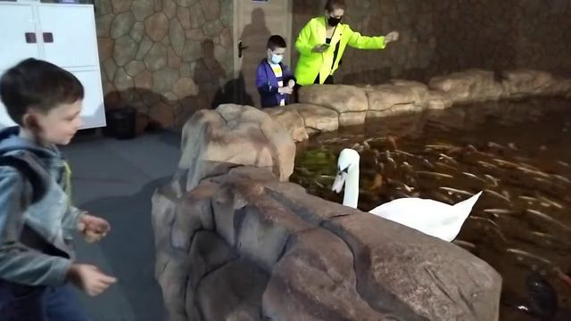 лебедь самара смотреть онлайн