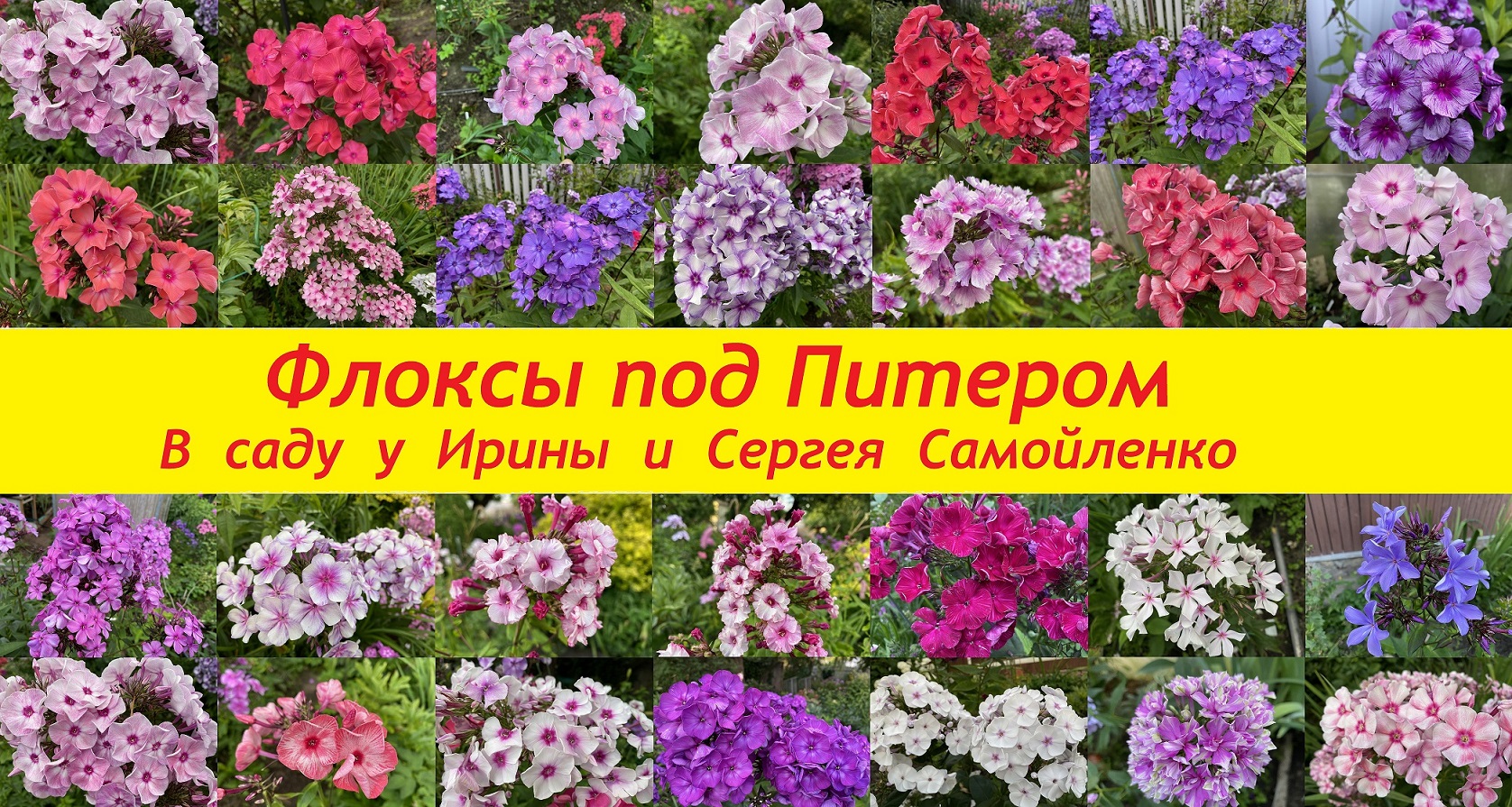 Флоксы под Питером. В саду у Ирины и Сергея Самойленко.