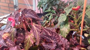 БЕГОНИЯ зимой условия содержания дома, советы и мой опыт