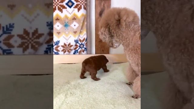 Щенок той пуделя 17 дней. Показывает свой характер. Toy poodle puppy 17 days old.