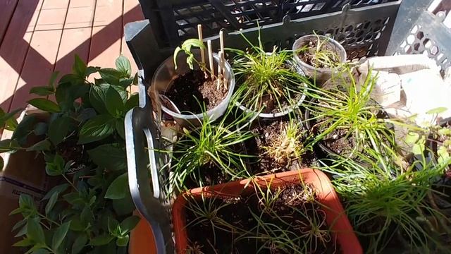 Опять переезд, гортензии тоже плачут ! Стресс за стрессом, как пережили и я, и рассада! смотреть онлайн