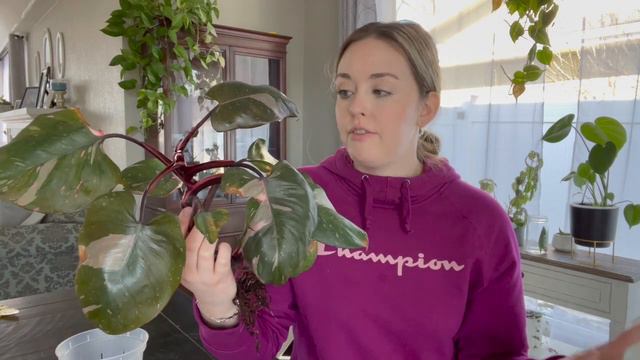 Philodendron Pink Princess Care and Repotting. New plant baby! смотреть онлайн