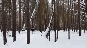 Иван Чай.  Особой ферментации.  История Иван чая. Кипрей от всех болезней, рассказ Фролов Ю А