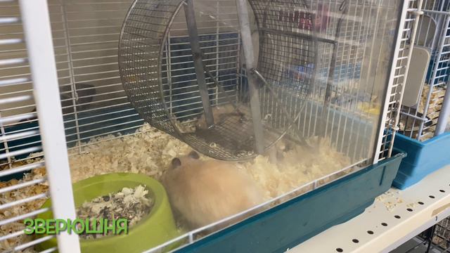 Зоомагазин Мой друг г.Екатеринбург зоомагазин екатеринбург животные рептилии рыбки аквариум