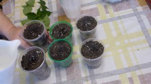 Черенкуем сальвию. Размножаем рассаду