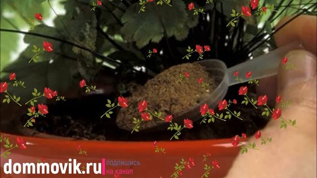 Подкормка комнатных растений дрожжами: натуральное средство, приготовление раствора
