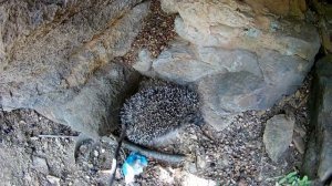 Оставил РАКОЛОВКУ И КУБОШУ на пару часов / Что лучше?!Ловля РАКОВ 2020