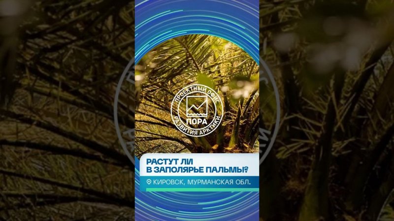 Растут ли в Заполярье пальмы? Да! В первом в мире ботаническом саду за полярным кругом в Кировске