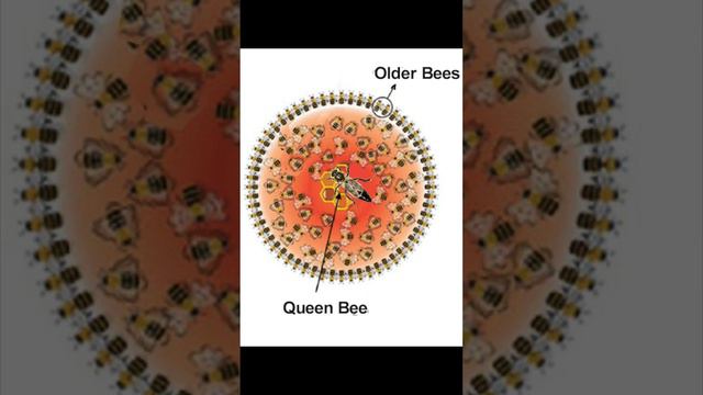 Honeybees in Winter: Are They Alive or Dead? #bees #honeybees #natural #honey #savethebees смотреть онлайн