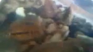 цихлиды в 130 литровый аквариуме