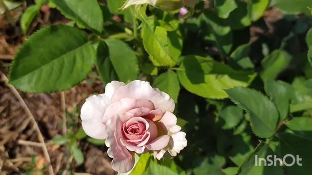 Розы первогодки: Свит Блонди, Мокаросса и японка Мария- Натали. смотреть онлайн