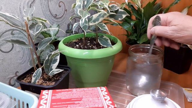 Самое важное удобрение для фикусов смотреть онлайн
