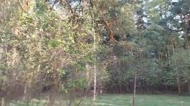 К ЛЕСНЫМ ДУХАМ ДЛЯ ВЕЗЕНИЯ В ДЕЛАХ ДЛЯ ВСЕХ смотреть онлайн