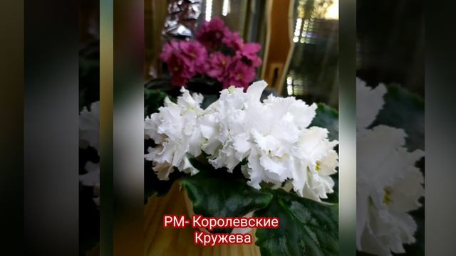 30 ФОТО СЕНПОЛИЙ (ФИАЛОК) С НАЗВАНИЯМИ СОРТОВ.