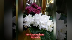 30 ФОТО СЕНПОЛИЙ (ФИАЛОК) С НАЗВАНИЯМИ СОРТОВ.