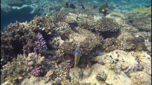 Коралловый риф отеля Шамс Алам / coral reef hotel Shams Alam Beach Resort / Марса Алам / Marsa Alam