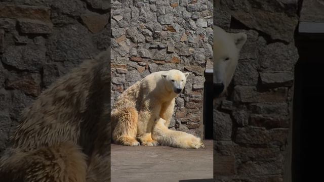 赤ちゃんに授乳するウスラーダさん② (Белые медведи Услада и Забава, 4 мая 2014, Ленинградский зоопарк) смотреть онлайн