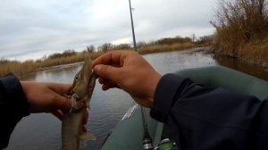 Ловля щуки с Breaden GRF TREVALISM KABIN 606CS-TIP