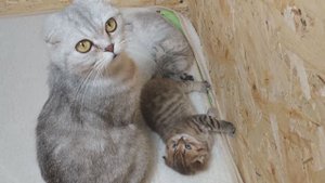 № 3 Шотландский Кот папа соскучился по кошке маме и котятам ❤️ Кот хочет жить всегда с котятами