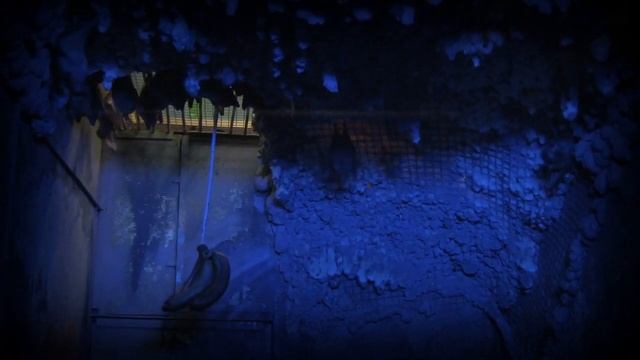 Нильские крыланы в Пермском зоопарке смотреть онлайн