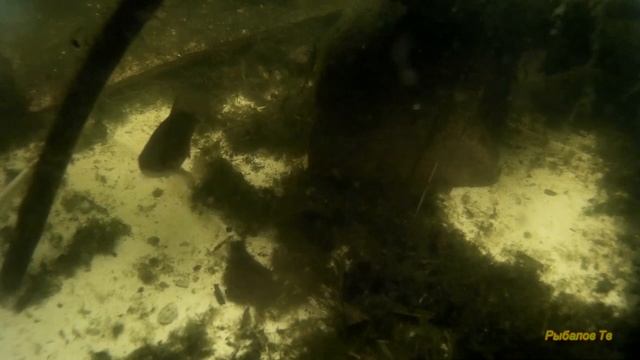 Зимовка осетра в маленьком пруду на даче. смотреть онлайн