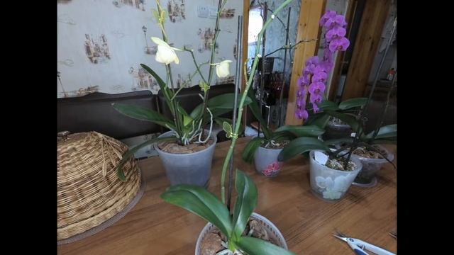 Орхидея отцвела! Все варианты обрезки цветочной стрелки! Когда? Как? На какую высоту обрезать? смотреть онлайн