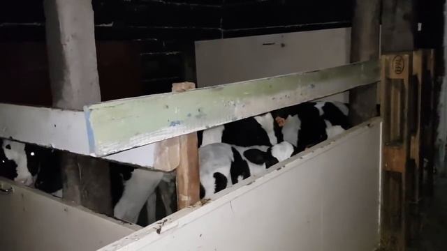 Купили телят. Про тёлочку.