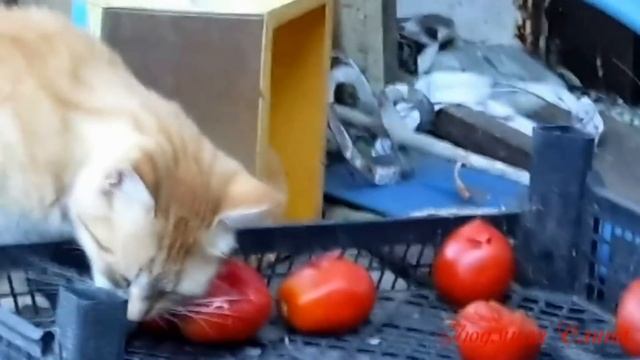 Чё те надо.  Дачники....    прикольн