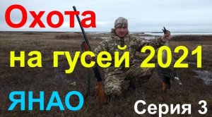 ОХОТА НА ГУСЕЙ 2021. Серия 3/Goose hunting 2021. Series 3