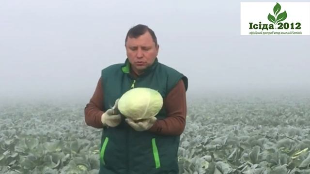 Мензанія F1 (Menzania F1) - білокачанна капуста середнього терміну дозрівання від фірми Seminis. смотреть онлайн