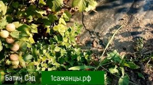 Крыжовник Шершеневский