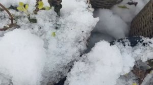 ЕЩЕ РАЗ ОБ УКРЫТИИ КРУПНОЛИСТНОЙ ГОРТЕНЗИИ