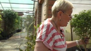 Создание бонсай из отводки фикуса.