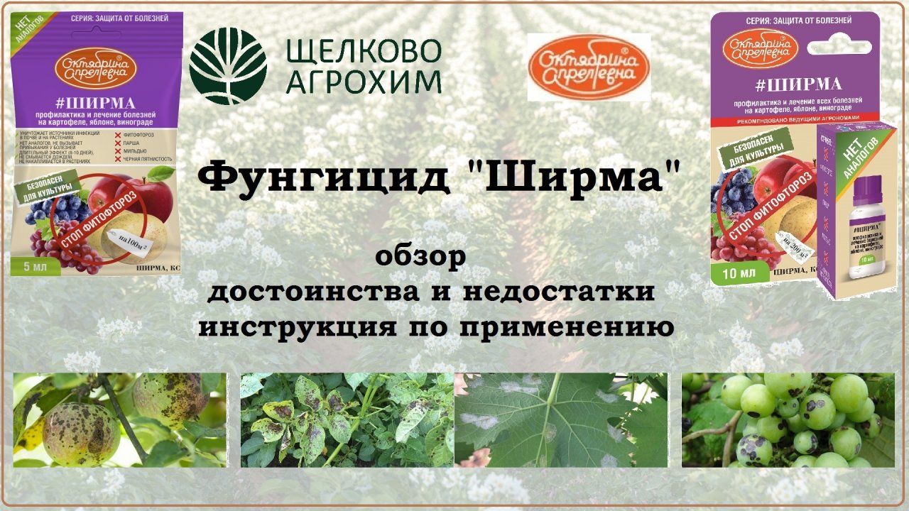 Ширма - обзор нового фунгицида