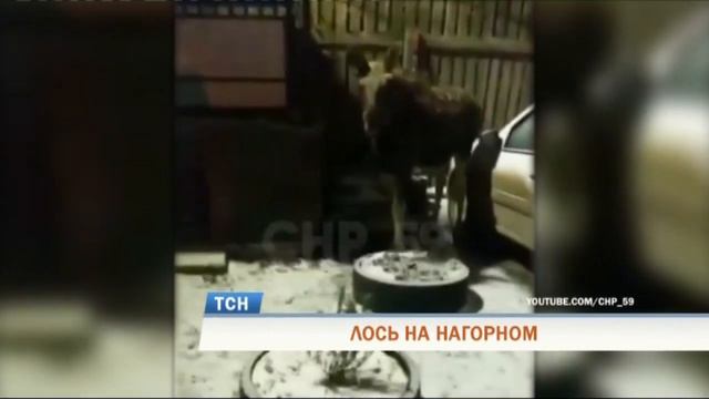 Жители Перми заметили на улицах города лося смотреть онлайн