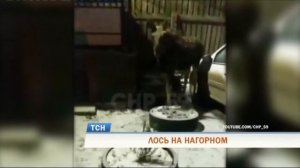 Жители Перми заметили на улицах города лося