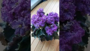 Фиалка Н-Рублевка