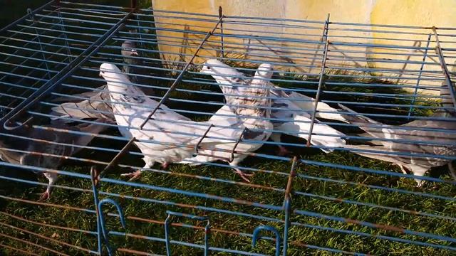 Как получить мраморных голубей смотреть онлайн